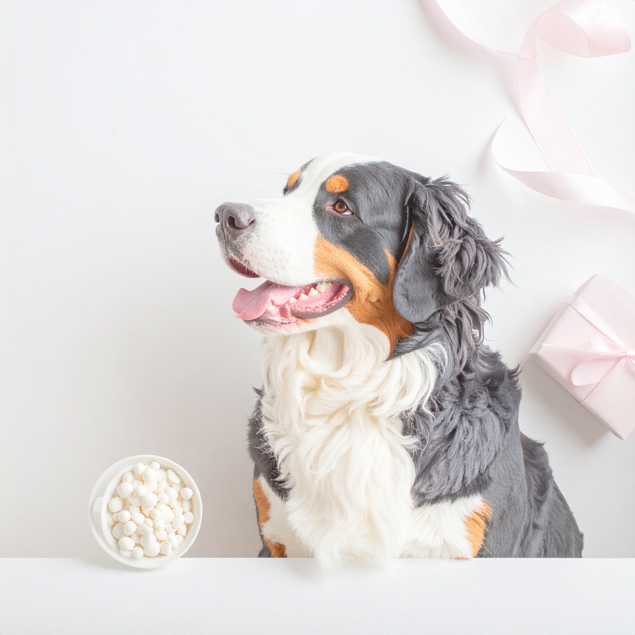 Bernese Mountain Dog
