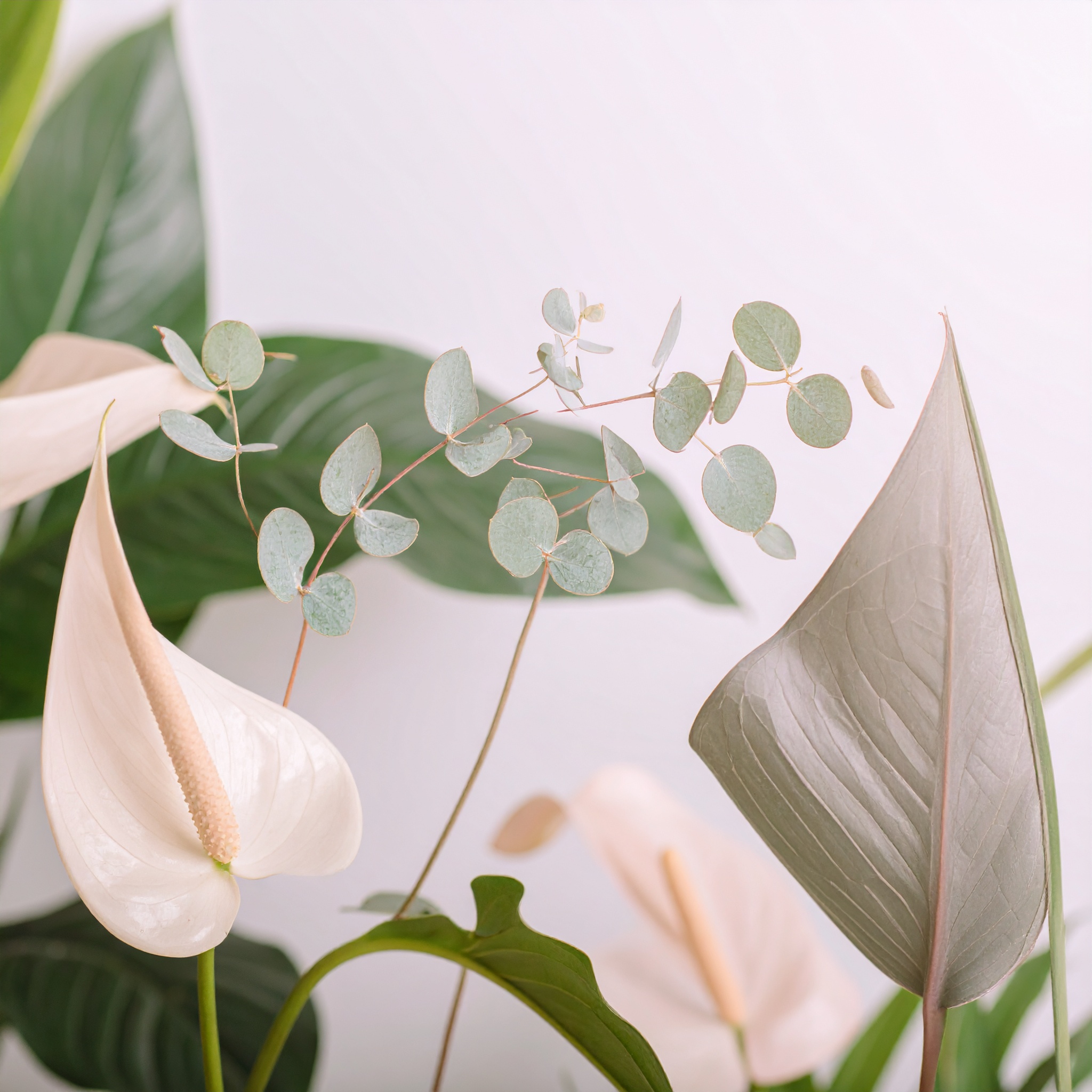 Botanical observation